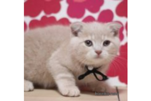 成約済の東京都のスコティッシュフォールド(折れ耳)-70791の3枚目